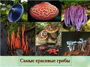 Самые красивые грибы