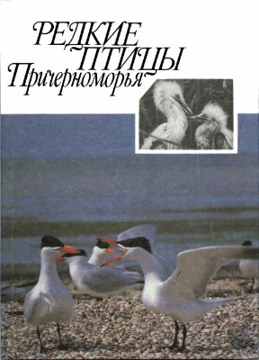 Корзюков А.И. (ред.) Редкие птицы Причерноморья