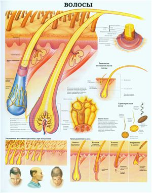 Анатомический плакат - Волосы