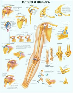 Анатомический плакат - Плечо и локоть