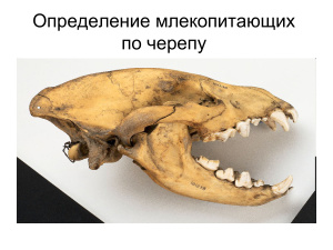 Определение млекопитающих по черепу