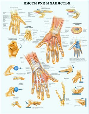 Анатомический плакат - Кисти рук и запястья