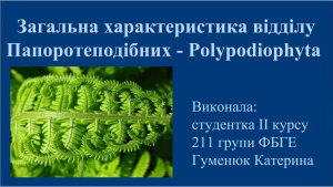 Загальна характеристика відділу Папоротеподібних - Polypodiophyta