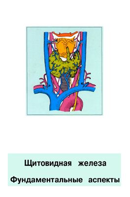 Кубарко А.И. Щитовидная железа
