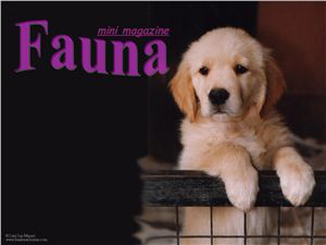 Fauna (mini magazine) Фауна