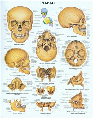 Анатомический плакат - Череп