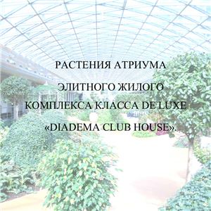 Бобылёв А.В. Растения атриума элитного жилого комплекса Diadema Club House