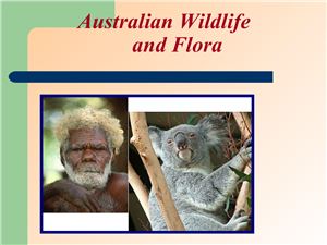 Australian Wildlife and Flora