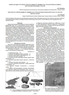 Пелипец А.В. Новая находка остатков степного мамонта (Mammuthus trogontherii) в Северо-Восточном Приазовье, Россия