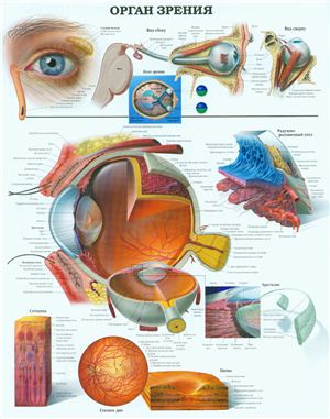 Анатомический плакат - Орган зрения
