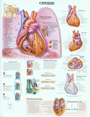 Анатомический плакат - сердце