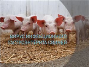Вирус инфекционного гастроэнтерита свиней