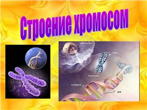Презентация - Строение хромосом