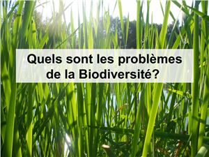 Quels sont les problèmes de la Biodiversité?