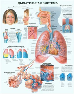 Анатомический плакат - Дыхательная система