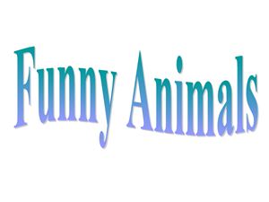 Пасечная М.В. Презентация Funny animals