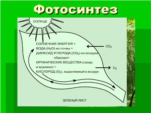 Фотосинтез растений