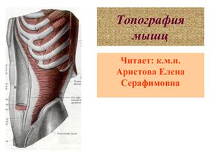 Презентация - Топография мышц