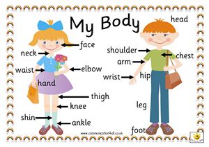 Словарь-картинка - My body