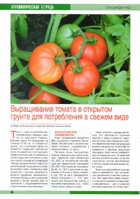 Янчук А. Выращивание томата в открытом грунте для потребления в свежем виде