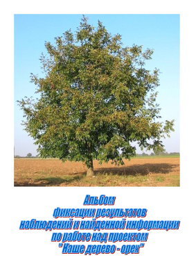 Проект Наше дерево - орех (разработка по Н.А.Рыжовой Мое дерево)