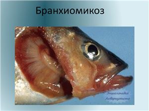 Бранхиомикоз рыб
