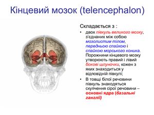 Кінцевий мозок (telencephalon)