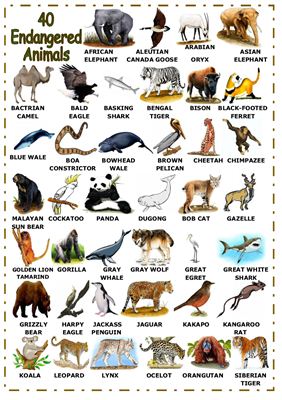 Словарь-картинка - Endangered Animals