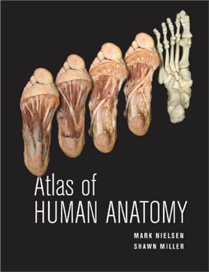 Nielsen M. Atlas of Human Anatomy