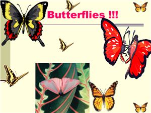 Бабочки начальная школа (цвета, счёт 1-10)