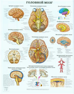 Анатомический плакат - Головной мозг
