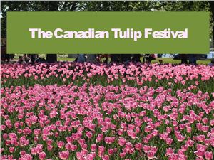Tulip festival in Canada