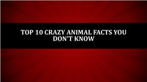 Top 10 Crazy Animal Facts You Don’t Know