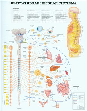 Анатомический плакат - Вегетативная нервная система