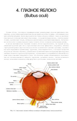 Сомов Е.Е. Клиническая анатомия органа зрения человека