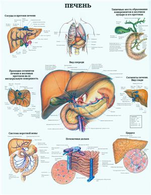 Анатомический плакат - Печень