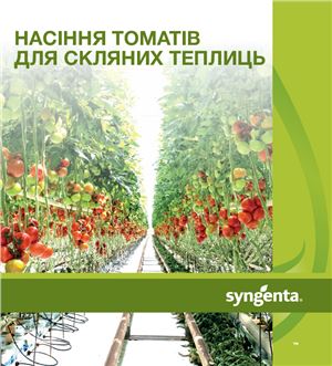 Насіння томатів компанії Сингента для скляних теплиць