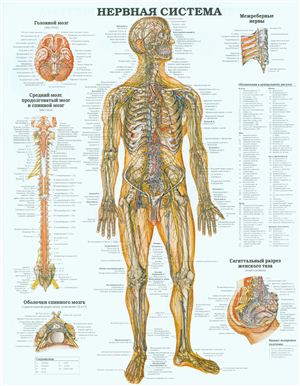 Анатомический плакат - Нервная система