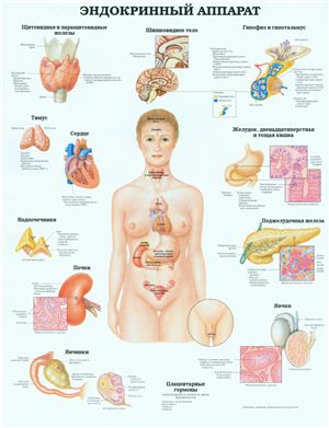 Анатомический плакат - Эндокринный аппарат