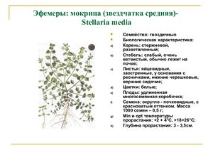 Презентация - Сорные растения