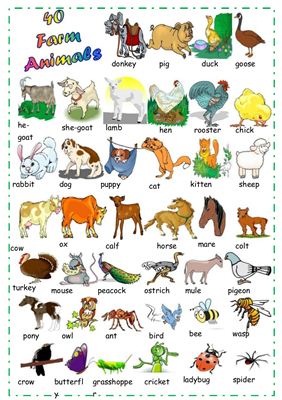 Словарь-картинка Farm Animals