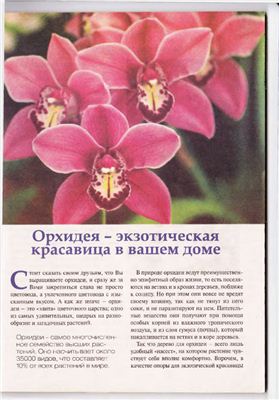 Орхидея - тропическая красавица