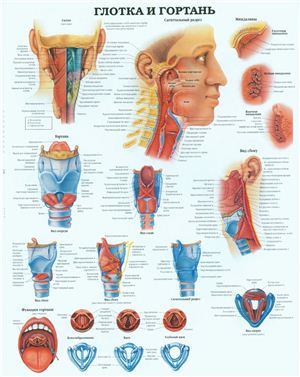 Анатомический плакат - Глотка и гортань