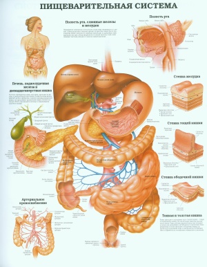 Анатомический плакат - пищеварительная система