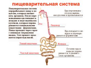 Презентации - Анатомия человека