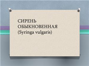 Сирень обыкновенная (Syringa vulgaris)