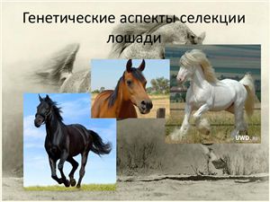 Презентация. Генетические аспекты селекции лошадей