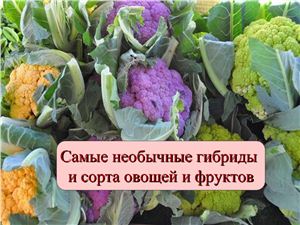Самые необычные гибриды и сорта овощей и фруктов