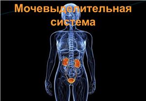 Мочевыделительная система; анатомия и патологическая анатомия