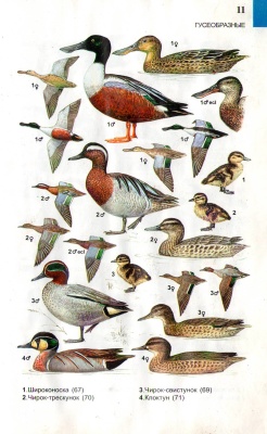 Определитель птиц в картинках